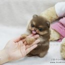 모델독켄넬 이미지
