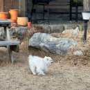 행복도시 영천(벽화 | [영천숙소/영천독채]대구근교 영천 단체숙소 영천 에어비앤비 영천 애견동반 숙소 청화소담