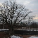 사랑의연리근 이미지