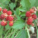 엑스포로 이미지