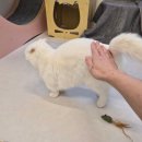 고양이무마취미용 고무미 | 설 연휴기간 고양이 호텔 ~ 대전고양이호텔 페르시안캣