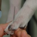 이윤권양한방동물병원 이미지