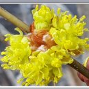 정선동강테라스민박 이미지