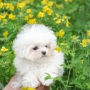 펫 탑 클래스 이미지