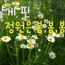 하얀꽃 핀 5월 정원/ 다알리아 밭 만들기/ 부처꽃 삽목하기/ 봄꽃으로 가득한 정원/ 제라늄 봄 축제/ 노지월동한 5월의 꽃/화단 재구 이미지