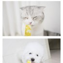 펫포레스트컴퍼니