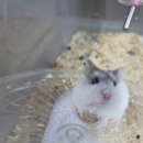 부산햄스터분양행복햄 | [부산햄스터분양] 새로운 가족을 맞이하는 행복을 느끼게 해 준 ‘부산햄스터분양행복햄’ 방문후기