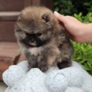 러블릿캔넬 이미지