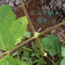 진삼 이미지