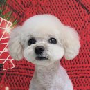 허니비 펫살롱 이미지