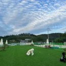 견인지역 애견운동장 유치원 김포점 이미지