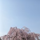국립현충원 수양벚꽃 이미지