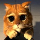 마오네애견카페 이미지