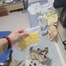 앙볼리펫살롱 이미지