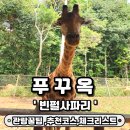 (주)7일 | 푸꾸옥 자유여행 빈펄 사파리 2월 첫째주 6박7일 후기 극성수기 방문기 관람방법꿀팁 내돈내산