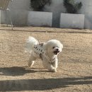 구성동물병원 | 강아지 백내장, 일산 클래식 동물 병원 정밀검진 후기