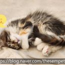 정맥환경㈜ 제2공장 | [애니씰이 알려드림] 눈(Snow)과 당신의 반려동물