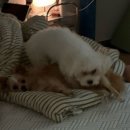 산인-8 이미지