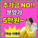 경산환경 한마음직장 | 경산고양이분양 테디럽 후기부터 혜택까지
