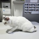 기계동물병원 이미지