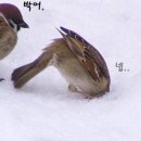 스마일렌트카
