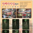 인삼상사