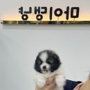 강아지분양 마이댕냥 일산점 이미지
