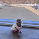 댕댕월드&퍼피 이미지