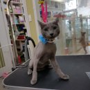 프리티 도그&캣 이미지