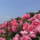 중랑천육교 이미지