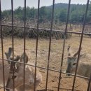 일주일 제주 여행 기록 4_ 노루토끼독수리랑 놀고 매화구경하고 커피구경하고