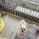미용하는 강아지 살롱 이미지