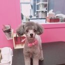 펫소울메이트 이미지