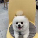 츄펫살롱 이미지