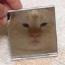 이야옹 이미지