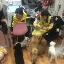 나밍밍 강아지네 이미지