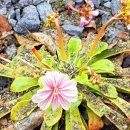 소더스111 이미지