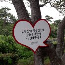 강정천(해군기지) Daum카페