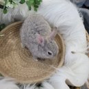 와우펫앤쥬(기장점) 이미지