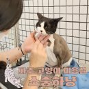 소중하냥 이미지