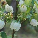 운담미르 이미지