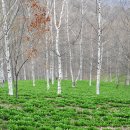 홍천1교 이미지