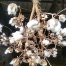 칠성면업사 이미지