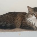 고양이별 캣 카페 이미지