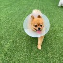 제제네 멍치원 이미지