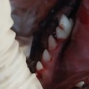 중산 메디컬 동물병원 | 일산중산동물메디컬센터 강아지 스케일링 후기