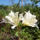 사화로-3 이미지