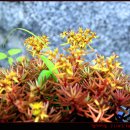 잎새바람 이미지