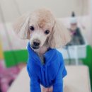 도그플러스 애견미용 이미지