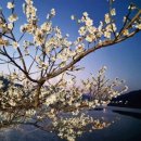 꽃피는 봄이 오면 이미지